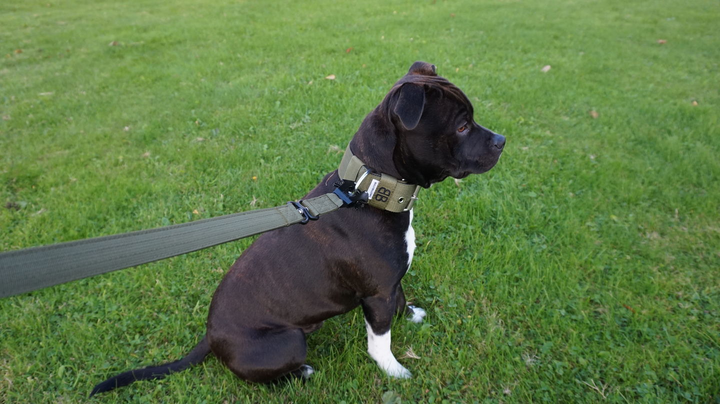 Customer photo review of 5cm Nylon Dog Collar - Khaki v2.0
