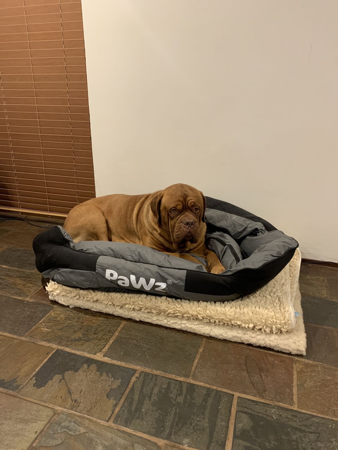 Customer photo review of PaWz waterproof heavy-duty bed