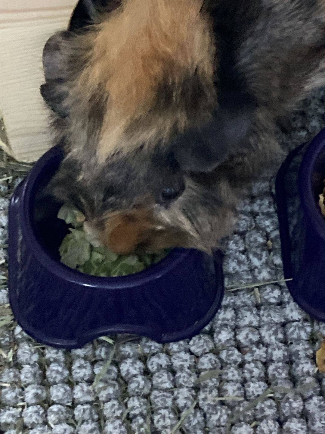 Customer photo review of Guinea Pig Pea Flakes - GuineaDad Nourish Series - Healthy Pea Chips
