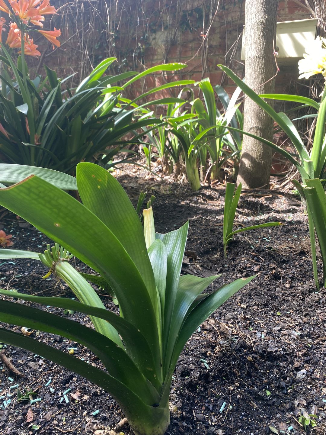 Customer photo review of Clivias