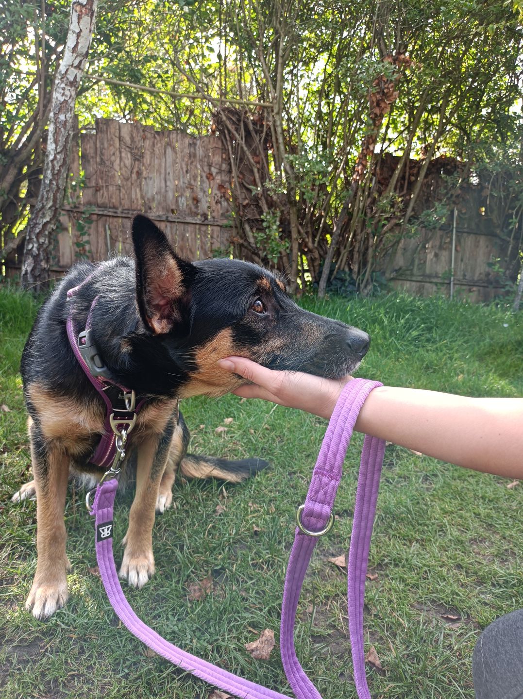 Customer photo review of Double Ended Training Lead | All Breeds - Durable & Soft 2m Lead - Purple