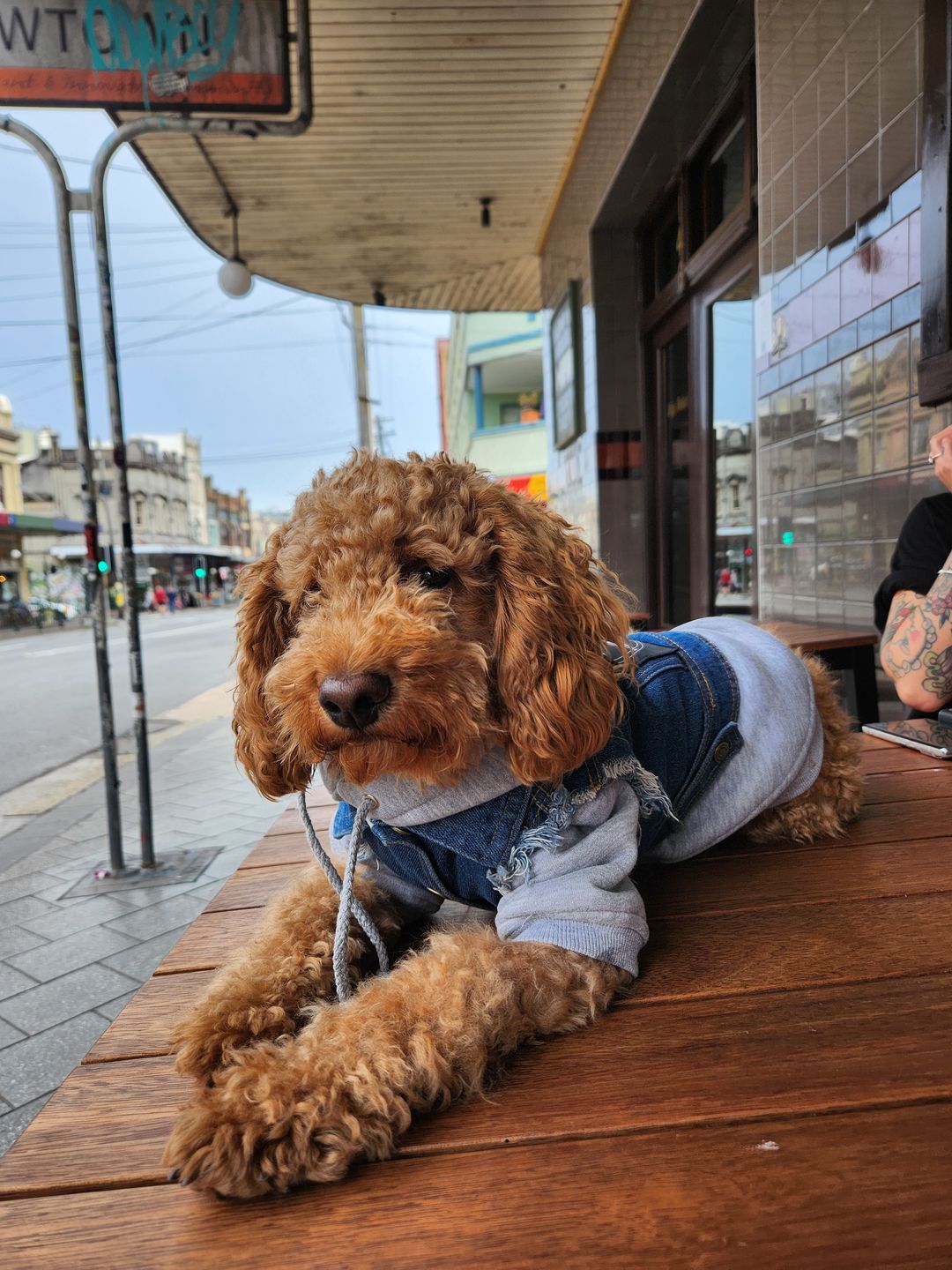 Customer photo review of Denim Dog Vest Raw Blue - Unpatched