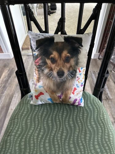 Customer photo review of Create A Custom Dog Pillow