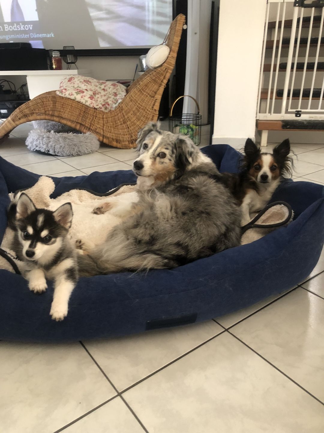 Customer photo review of Hunde Trinkflasche inkl. Futterbehälter