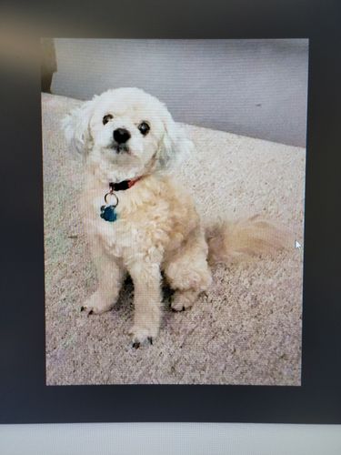 Customer photo review of Your Advanced Custom Diamond Painting Kit - Premium Quality