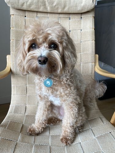 Customer photo review of Teal