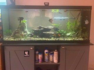 Customer photo review of Shark PRO