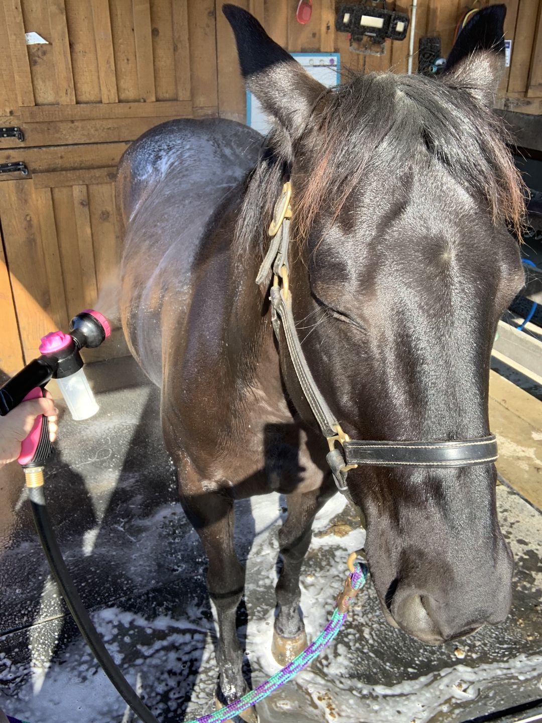 Customer photo review of The Pony Jet 2.0 ™