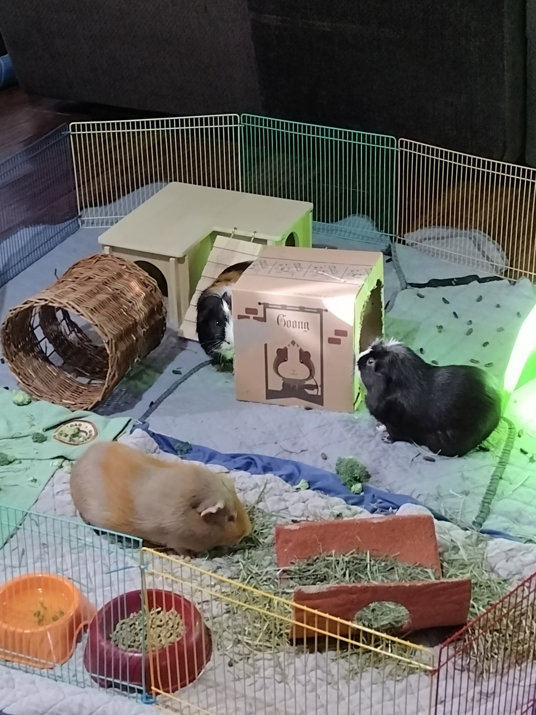 Customer photo review of GuineaDad Crunchy Condo - Pack of 3