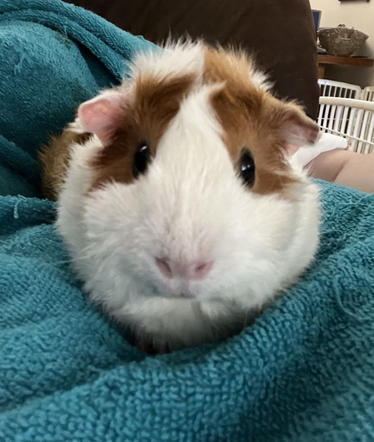 Customer photo review of Guinea Pig Pea Flakes - GuineaDad Nourish Series - Healthy Pea Chips