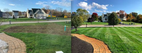 Customer photo review of GCI Turf Type Tall fescue Grass Seed