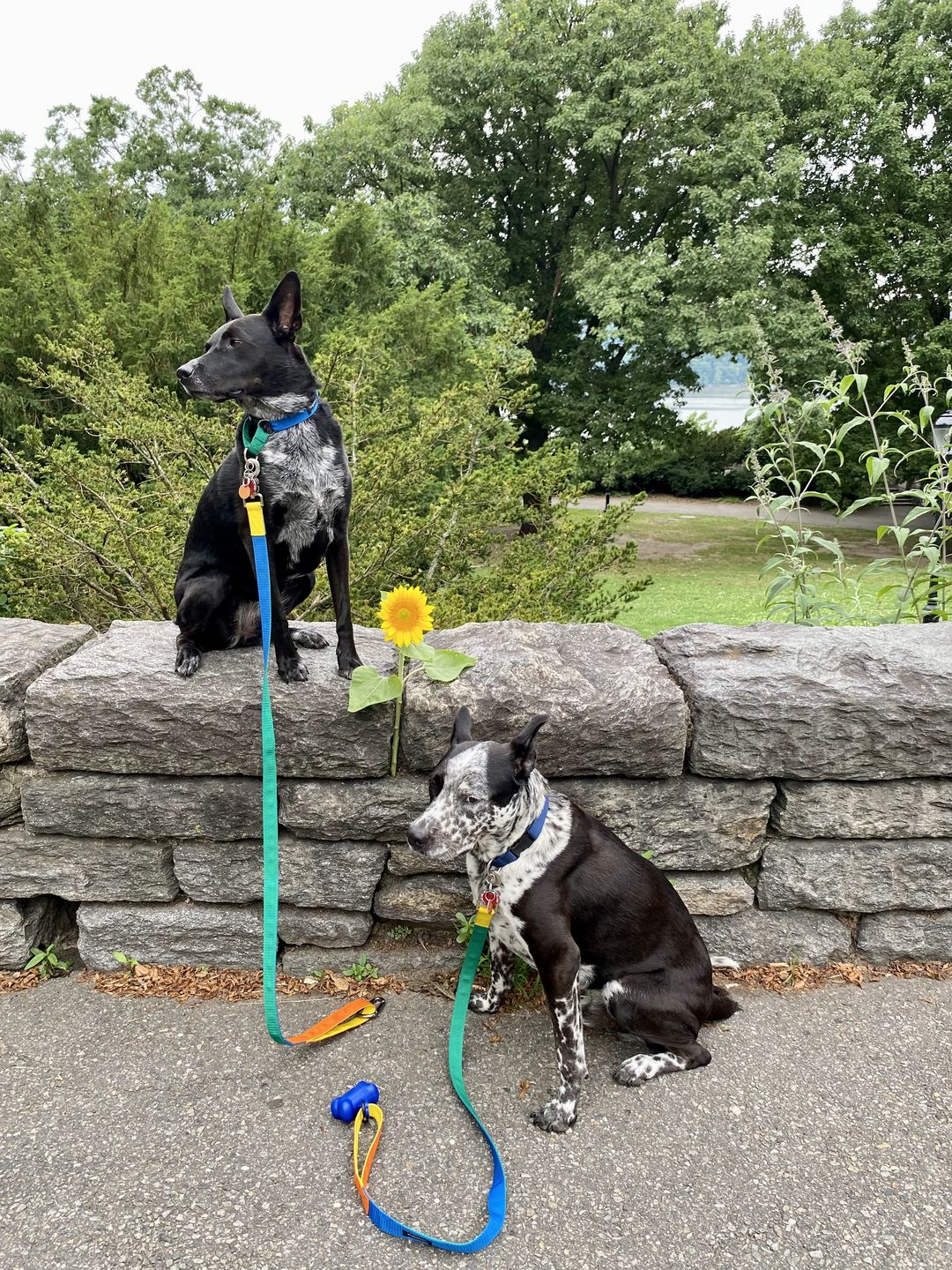 Customer photo review of Memphis Leash