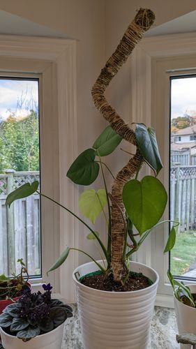 Customer photo of The Original Bendable Moss Pole™ - Best Seller (Pins Included) from Claudia B.