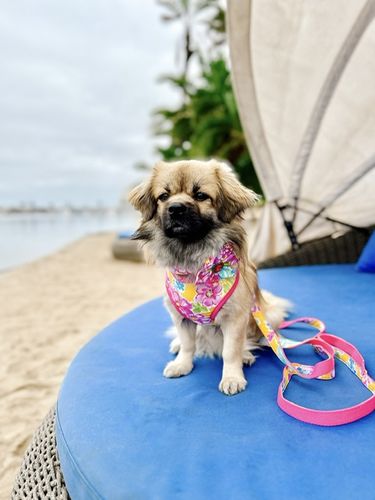Customer photo review of Tropical flower dog harness