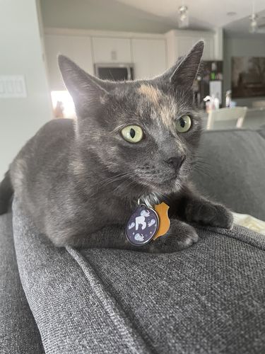 Customer photo review of Astro Cat