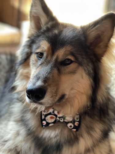 Customer photo review of Halloween dog collar bow tie