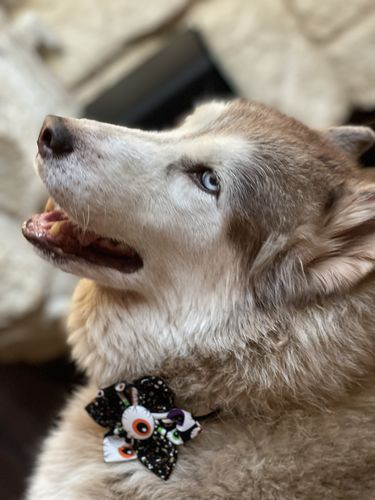 Customer photo review of Halloween dog collar with flower