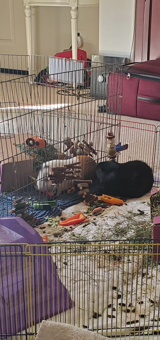 Customer photo review of Guinea Pig Pea Flakes - GuineaDad Nourish Series - Healthy Pea Chips