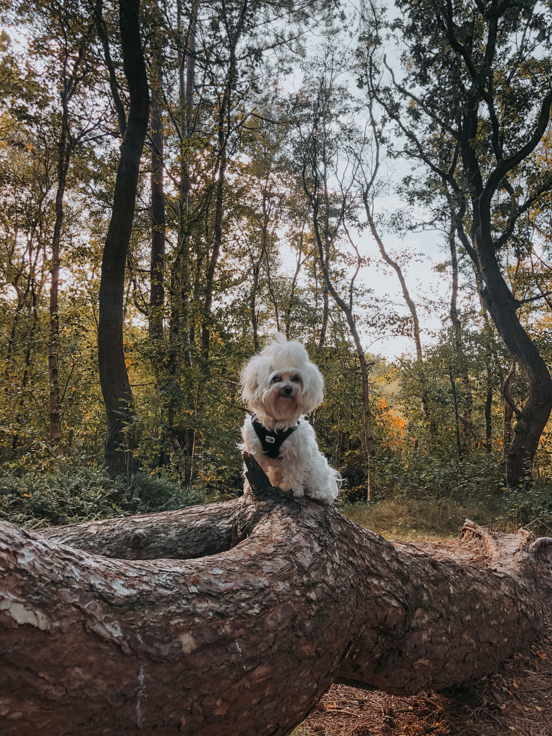 Customer photo review of Fall Vibes II Lightroom Presets
