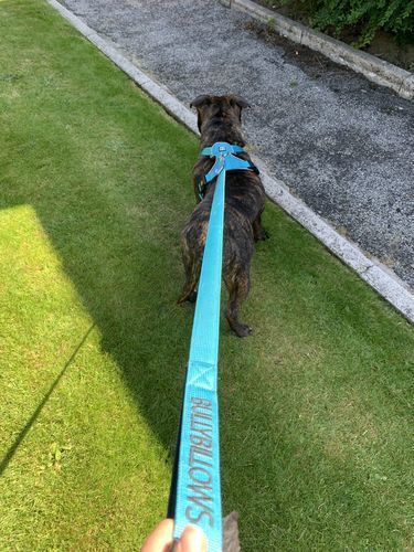 Customer photo review of Nylon Snap Hook Lead | Series 2 - Light Blue