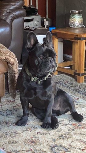Customer photo review of 2.5cm Combat® Collar | With Handle & Rated Clip - Khaki v2.0