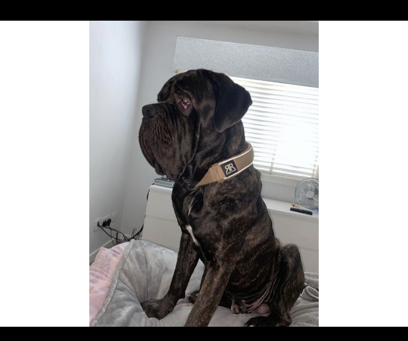 Customer photo review of 5cm RR Collar | Soft Padded & Reflective | Series 2 - Burgundy