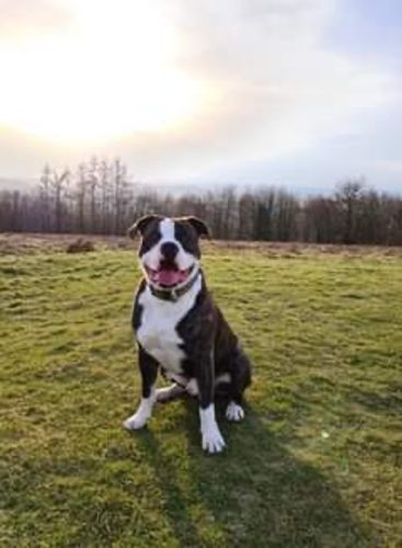 Customer photo review of 5cm Nylon Dog Collar - Khaki v2.0