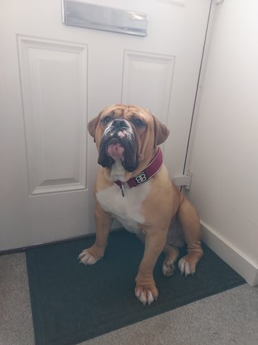 Customer photo review of 5cm RR Collar | Soft Padded & Reflective | Series 2 - Burgundy