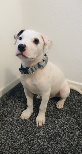 Customer photo review of 2.5cm Combat® Collar | With Handle & Rated Clip - Metal Grey v2.0
