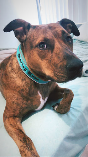Customer photo review of 4cm RR Collar | Soft Padded & Reflective | Series 2 - Turquoise