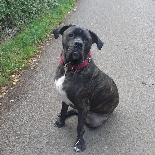 Customer photo review of 5cm RR Collar | Soft Padded & Reflective | Series 2 - Burgundy