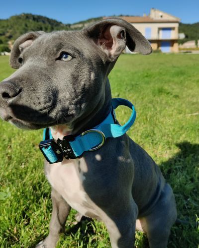 Customer photo review of 2.5cm Combat® Collar | With Handle & Rated Clip - Light Blue v2.0