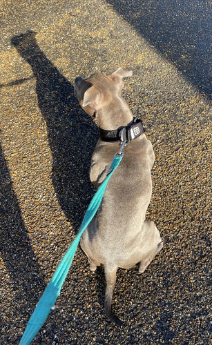 Customer photo review of 4cm Nylon Dog Collar - Black v2.0