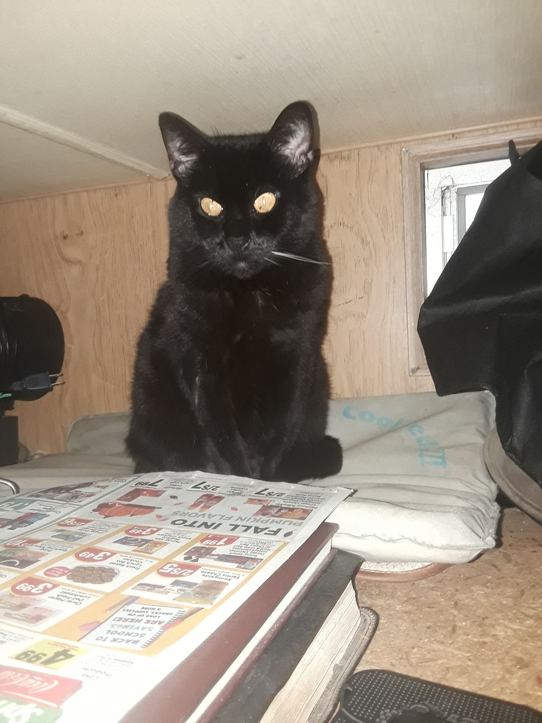Customer photo review of Cat Hip and Joint Pain Relief - Effective Anti-inflammatory and Arthritis Pain Medicine (450 pills)