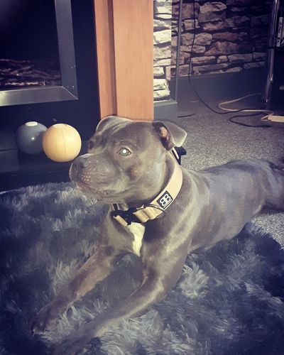 Customer photo review of 4cm Combat® Collar | Rated Clip - NO HANDLE - Military Tan v2.0