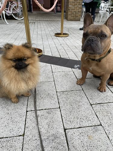 Customer photo review of 2.5cm Combat® Collar | With Handle & Rated Clip - Khaki v2.0