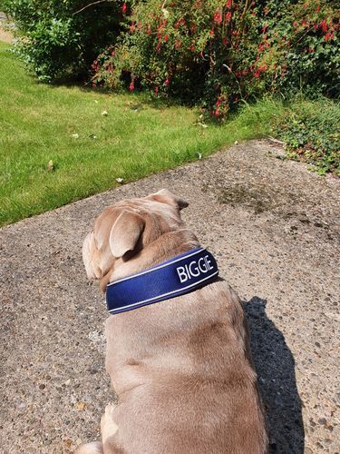 Customer photo review of 5cm RR Collar | Soft Padded & Reflective | Series 2 - Blue