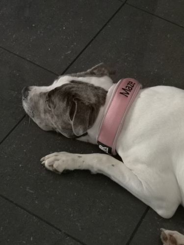 Customer photo review of 5cm RR Collar | Soft Padded & Reflective | Series 2 - Pink