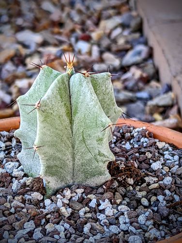 Customer photo review of Ghost Organ Cactus | Stenocereus Pruinosus