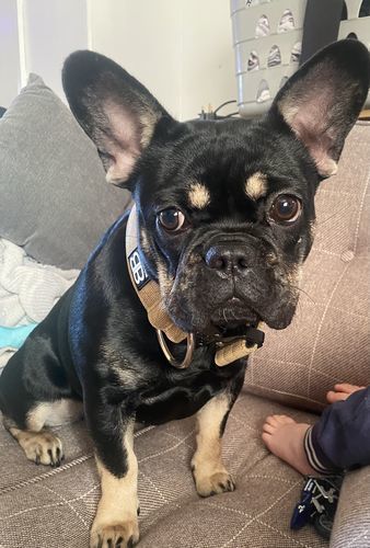 Customer photo review of 5cm Combat® Collar | Rated Clip - NO HANDLE - Military Tan v2.0