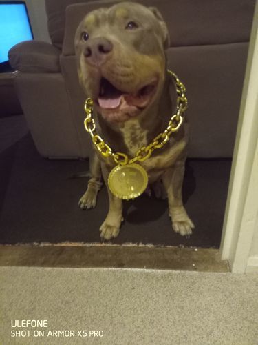 Customer photo review of Double Ended Training Lead | All Breeds - Durable & Soft 2m Lead - Military Tan