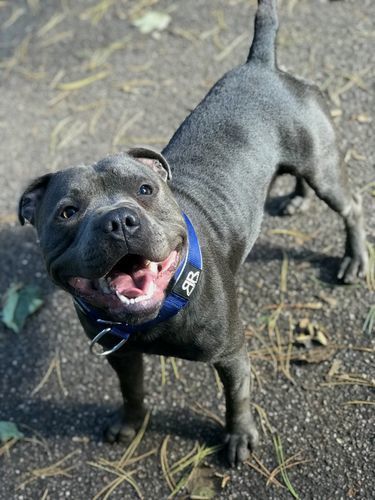 Customer photo review of 5cm RR Collar | Soft Padded & Reflective | Series 2 - Blue