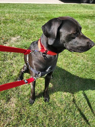 Customer photo review of Double Ended Training Lead | All Breeds - Durable & Soft 2m Lead - Red