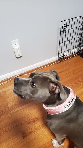 Customer photo review of 5cm RR Collar | Soft Padded & Reflective | Series 2 - Pink