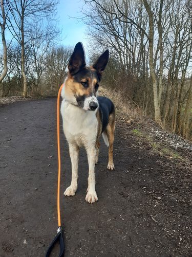 Customer photo review of Slip Lead | Anti-Pull & Anti-Choking Training Lead - Orange