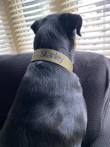 Customer photo review of 5cm Nylon Dog Collar - Khaki v2.0