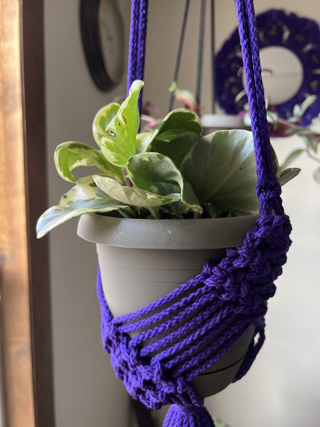 Customer photo review of 3" Peperomia tetragona "Parallel"