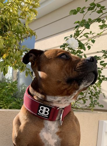 Customer photo review of 5cm RR Collar | Soft Padded & Reflective | Series 2 - Burgundy
