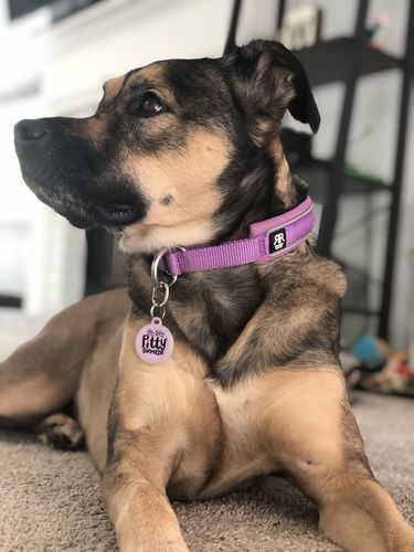 Customer photo review of 3cm Slip on Collar | Soft Padded & Reflective - Purple v2.0
