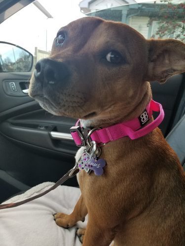 Customer photo review of 2.5cm Combat® Collar | With Handle & Rated Clip - Magentas v2.0